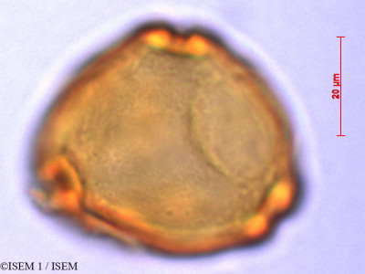 ISEM 1/Symplocos_fuliginosa_29323/Symplocos_fuliginosa_29323_0001(copy)_thumb.jpg